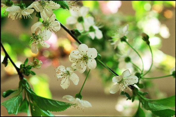 Frische Kirschblüten auf grünem Hintergrund - Copyright: Gemeindebriefdruckerei -  Foto: Rostami