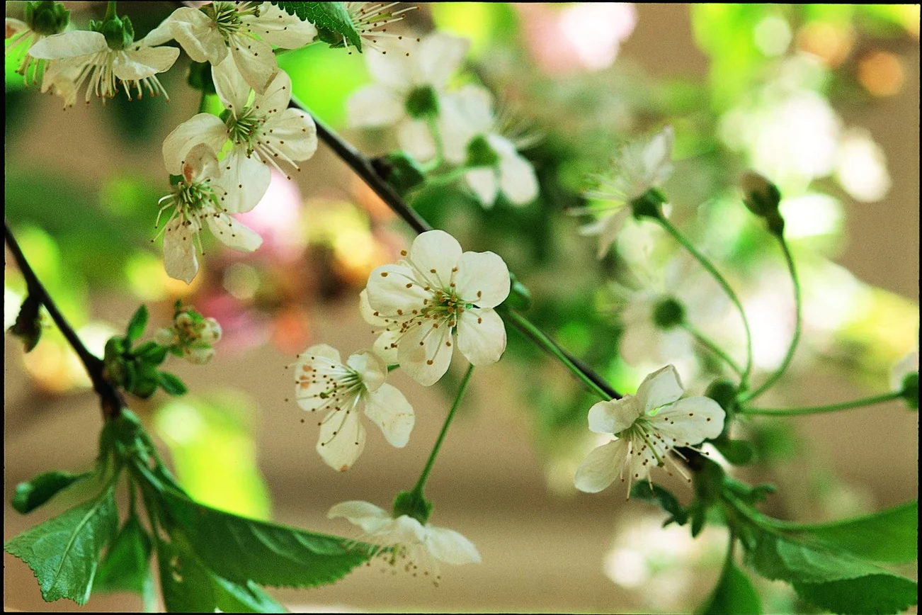 Frische Kirschblüten auf grünem Hintergrund