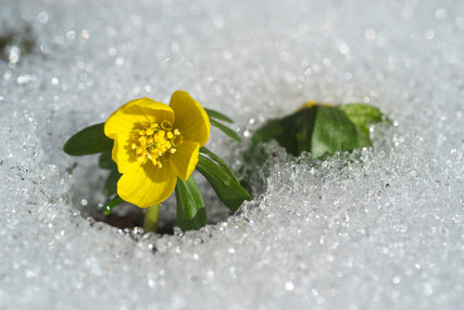 Kleine gelbe Blüte hat es durch die Schneedecke geschafft. - Copyright: Foto: epd bild