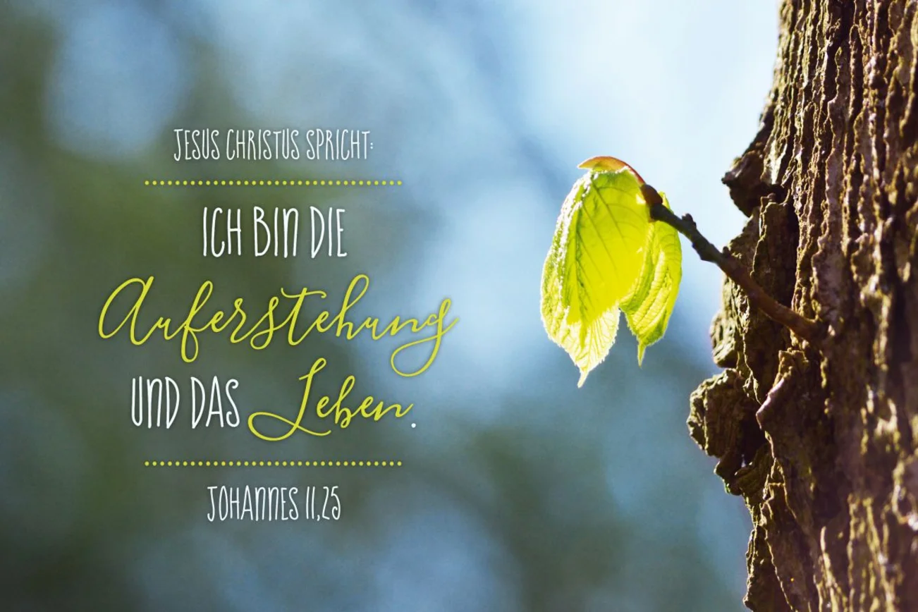 Ein frisches, grünes Blatt wächst aus einem Stamm. Johannes 11,25 , Jesus Christus spricht: Ich bin die Auferstehung und das Leben.