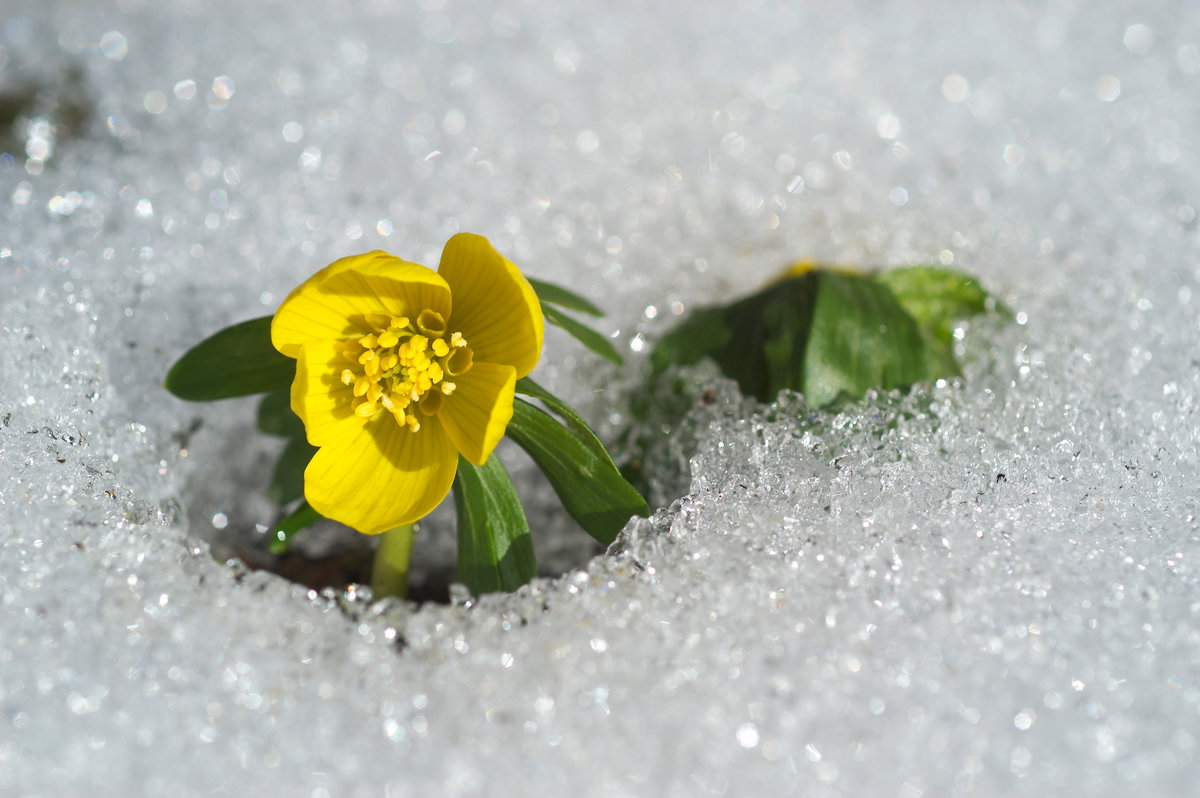 Kleine gelbe Blüte hat es durch die Schneedecke geschafft.