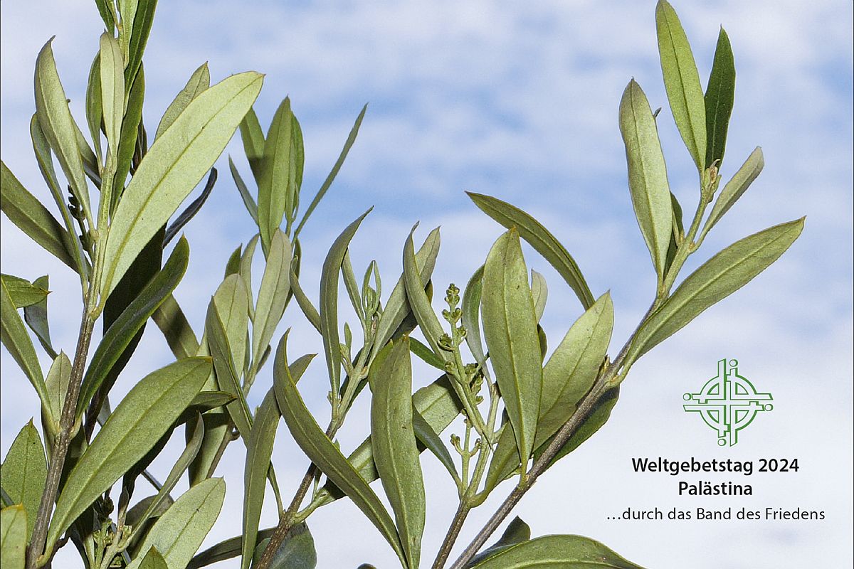 Oliverzweig vor blauem Himmel - Weltgebetstag - Palästina 2024