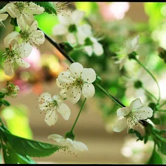 Frische Kirschblüten auf grünem Hintergrund
