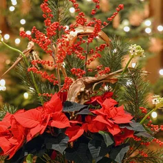 Gesteck mit roten Weihnachtssternen im Altarraum